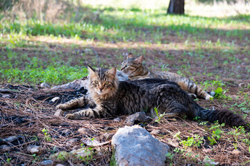 Naklejka na ściany i meble Two tabby cats relax on a forest bed in Beit Shemen, one looking left, the other right, in natural Israel setting...