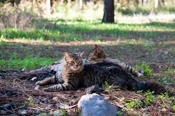 Two distinct tabby cats lying in opposite directions on forest floor, with dappled sunlight and soft-focus trees in Beit Shemen forest, near Jerusalem, Israel.