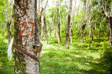 Rows of rubber trees being tapped in a plantation