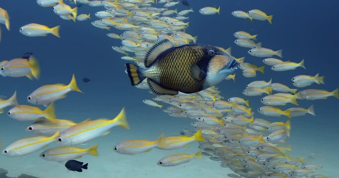 Large titan triggerfish swimming between a group of bigeye snappers.