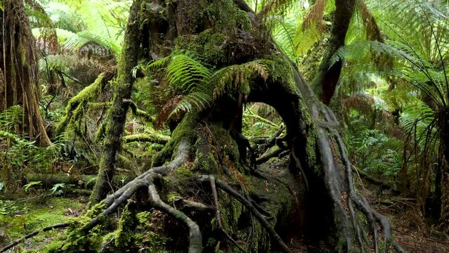 Big tree trunk with a whole, full of ferns in the rainforest, Cape Otway, victoria, Australia 