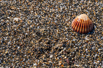 shells on the beach