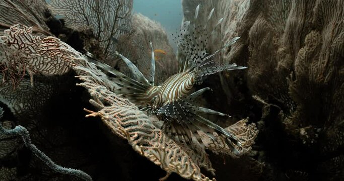 Extraordinary Devil firefish hanging to a piece of fire coral.