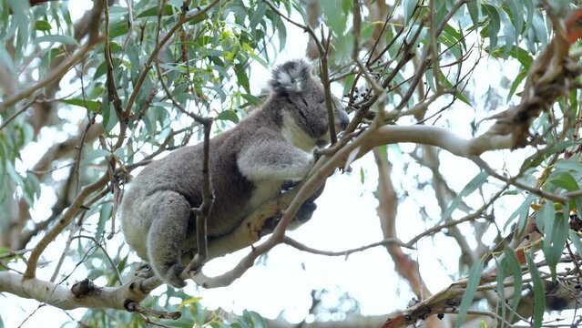 A cute wild young koala laying on an eucaliptus branch, Cape Otway, Victoria, Australia