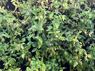 background of leaves