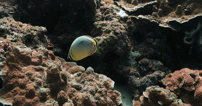 Colorful Melon butterflyfish eating food from scenic reddish corals.