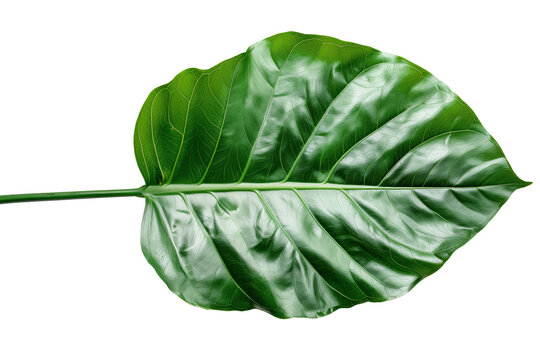 Tropical green leaf isolated on white background.