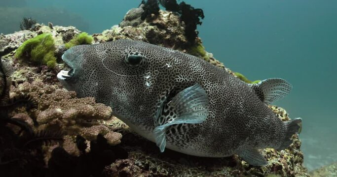 Blue and black Starry puffer laying on colorful corals in Andaman Sea.