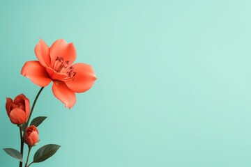 tulips on a mint green  background