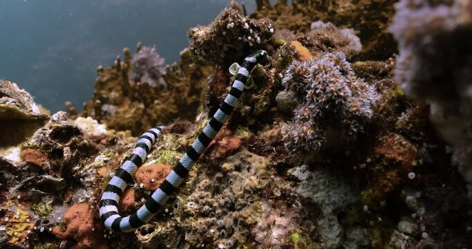 Undersea view of banded sea snake in the Andaman sea.