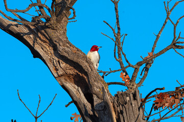 Red-headed Woodpecker 