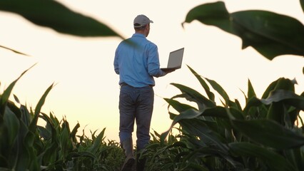 Agriculturist inspects corn plants growth using laptop at country field. Agronomist gathers data...
