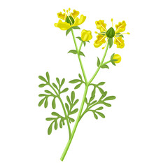 Vector illustration, Ruta graveolens is also known as Rue, isolated on white background.