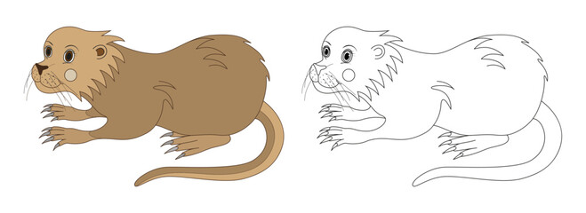 Nutria line and color illustration. Cartoon vector illustration for coloring book.