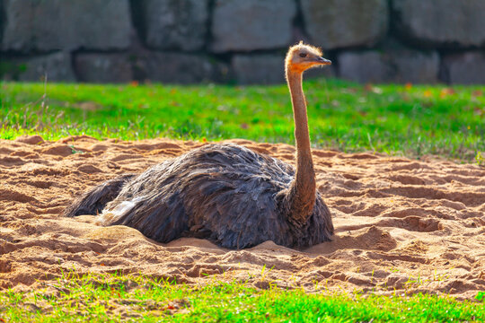 Ostrich in the sand on a sunny day in the zoo