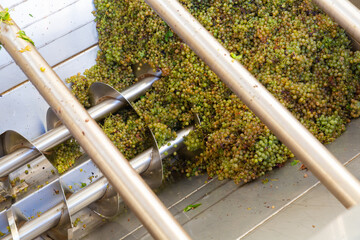 Freshly harvested white grape in corkscrew crusher destemmer, winemaking process - obrazy, fototapety, plakaty