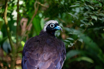 Jacutinga (Aburria jacutinga), também chamada jacuapeti, jacupará e peru-do-mato