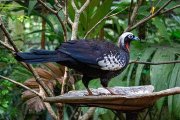 Jacutinga (Aburria jacutinga), também chamada jacuapeti, jacupará e peru-do-mato