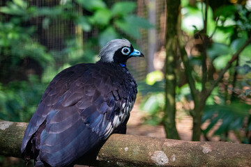 Jacutinga (Aburria jacutinga), também chamada jacuapeti, jacupará e peru-do-mato