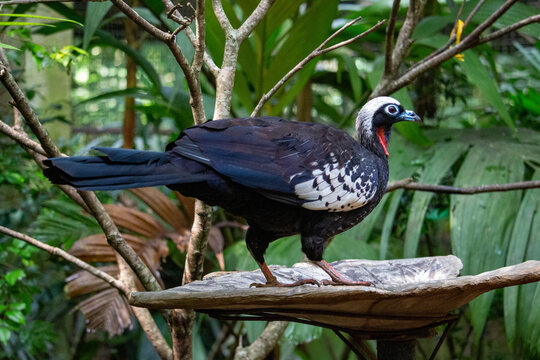 Jacutinga (Aburria jacutinga), tamb&eacute;m chamada jacuapeti, jacupar&aacute; e peru-do-mato