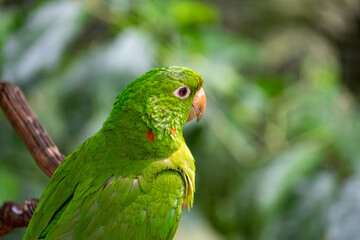 Maritaca também conhecida como maitaca, baitaca, cocota, humaitá, maitá, sôia, suia ou caturrita, psitacídeo	
