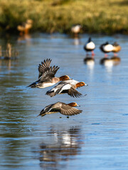 Eurasian Wigeon, Mareca penelope, birds in flight over frozen water on marshes