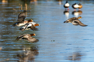 Eurasian Wigeon, Mareca penelope, birds in flight over frozen water on marshes