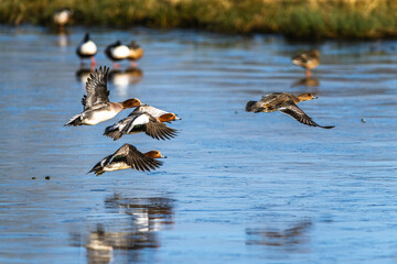Eurasian Wigeon, Mareca penelope, birds in flight over frozen water on marshes