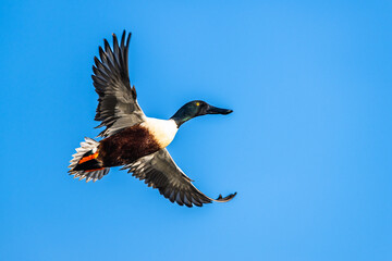 Northern Shoveler, Spatula clypeata, male in flight over marshes