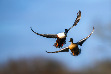 Northern Shoveler, Spatula clypeata, male in flight over marshes