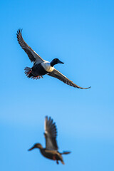 Northern Shoveler, Spatula clypeata, male in flight over marshes