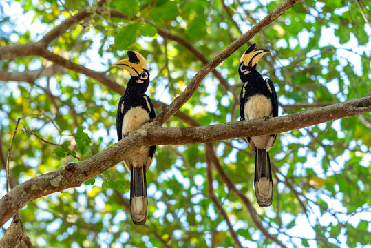Couple of Oriental pied Hornbills on Ko Phayam in Thailand. The species is considered one of the smallest and most common Asian hornbills. It has the largest range of the genus 
