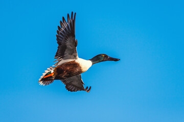 Northern Shoveler, Spatula clypeata, male in flight over marshes