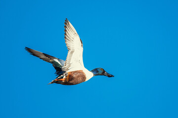 Northern Shoveler, Spatula clypeata, male in flight over marshes
