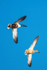 Northern Shoveler, Spatula clypeata, pair of birds in flight over marshes