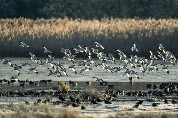 Pied Avocet, Recurvirostra avosetta, birds in flight over winter marshes at sunrise