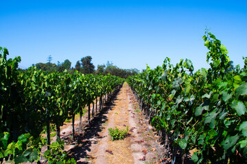 Fototapeta na wymiar vine planting green Chardonay Cabernet grapes for wine in plantation at winery on blue sky day