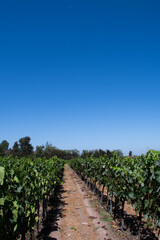 Fototapeta na wymiar vine of green Chardonay Cabernet grapes for wine in a plantation in a winery on a blue sky day