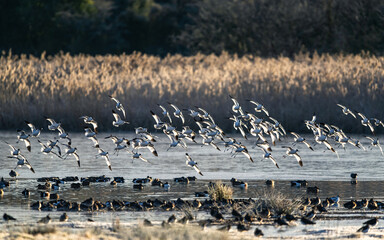 Pied Avocet, Recurvirostra avosetta, birds in flight over winter marshes at sunrise