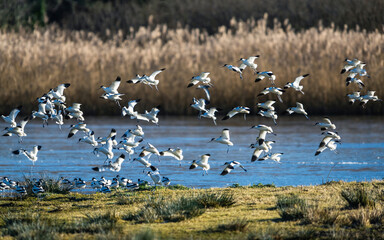 Pied Avocet, Recurvirostra avosetta, birds in flight over winter marshes at sunrise