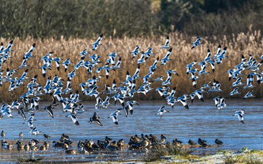 Pied Avocet, Recurvirostra avosetta, birds in flight over winter marshes at sunrise
