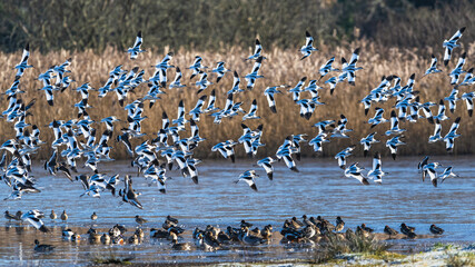 Pied Avocet, Recurvirostra avosetta, birds in flight over winter marshes at sunrise