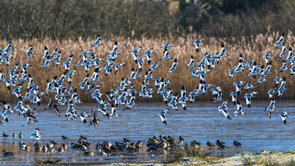 Pied Avocet, Recurvirostra avosetta, birds in flight over winter marshes at sunrise