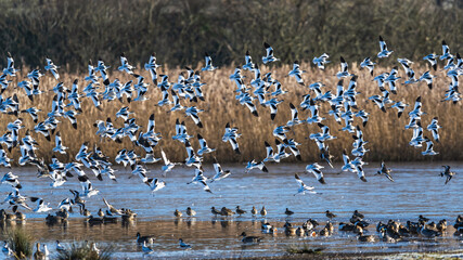 Pied Avocet, Recurvirostra avosetta, birds in flight over winter marshes at sunrise