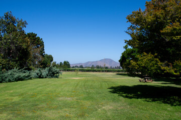 Obraz premium Beautiful garden in a grassy field with grape vines and the Andes mountain range in the background on a sunny day in Chile