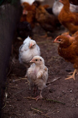 chicken on the farm in the yard