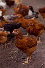 chicken in the farm, poultry