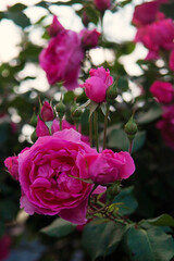 pink roses in the garden