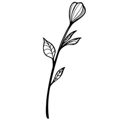 doodle botanical flowers and leaves