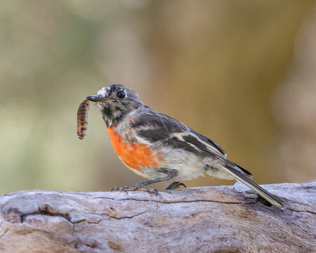 Female Scarlet Robin (Petroica boodong) perched on a branch, eating a bug - Moore River, Western Australia